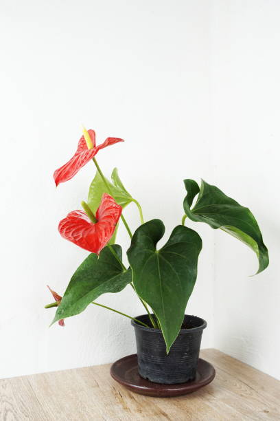 istock Red Anthurium Flower house plant decoration on table and white wall background 1361842811