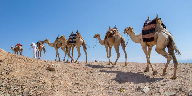 istock Camel caravan for tourists. A camelback Bedouin safari ride in Dahab. Egypt. 1361842829