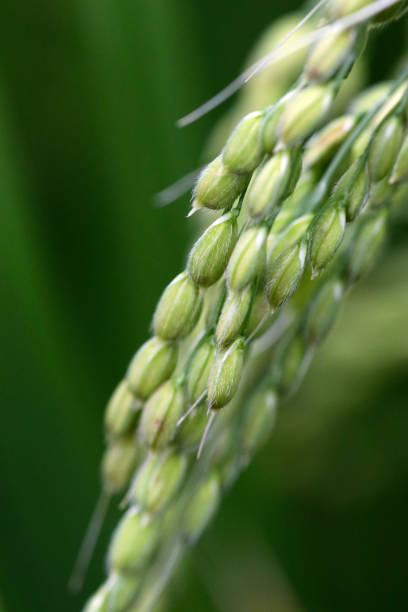 istock young green ear of rice plant 1361844123