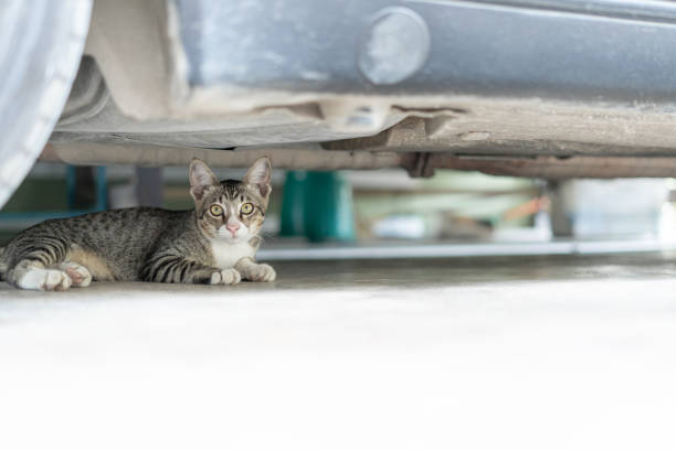 istock Gray tabby cat sitting under car Relax and avoid unsafe environments on cement floor 1361844856