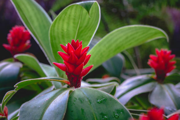 Costus plant, a plant with red flowers and dark green leaves. Costus plant, a plant with red flowers and dark green leaves. costus stock pictures, royalty-free photos & images