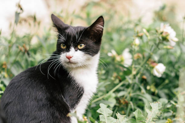 istock Small black and white kitten 4 months old sits among blurred green grass looking away 1361844928