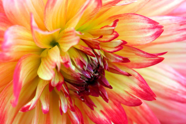 istock The full bloomed Dahlia flower up 1361846363