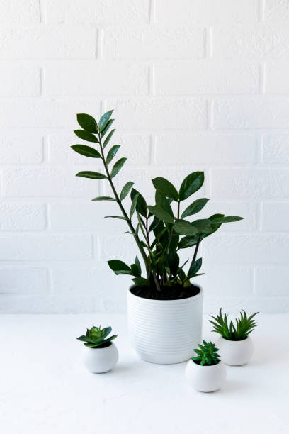 istock potted houseplants on a table against a white brick wall. Mini-Interior Terrier concept. 1361846724