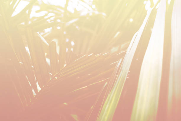 istock lifestyle palm concept 1361847358
