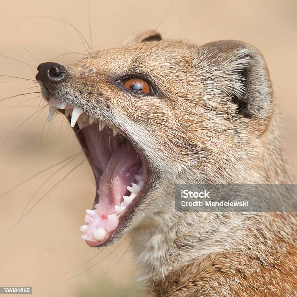 Yellow Mongoose Stockfoto und mehr Bilder von Fuchsmanguste - Fuchsmanguste, Geöffneter Mund, Fotografie