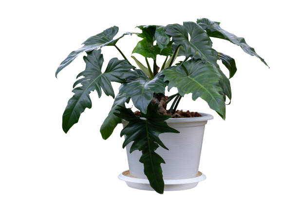 istock Philodendron Golden dragon growing in white plastic pot isolated on white background included clipping path. 1361848953