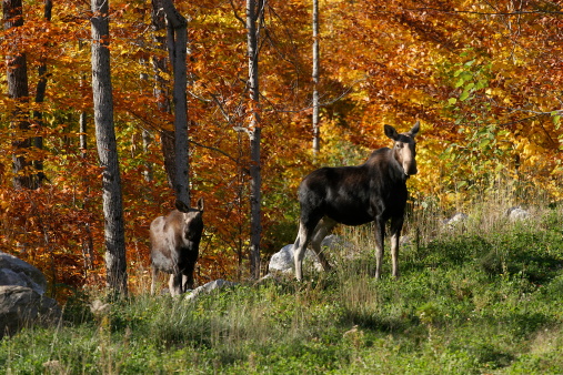 A mother moose and her baby grazing on a hiollside in Bethel, ME.