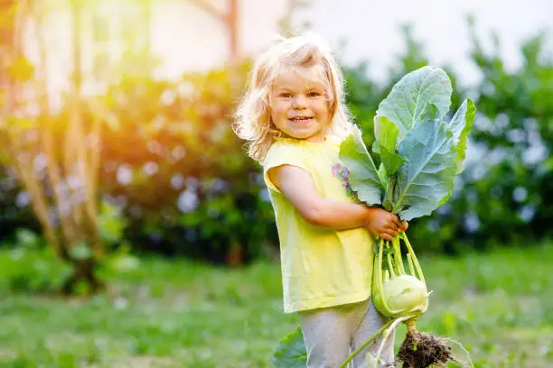 Cute lovely toddler girl with kohlrabi in vegetable garden. Happy gorgeous baby child having fun with first harvest of healthy vegetable. Kid helping parents. Summer, gardening, harvesting.