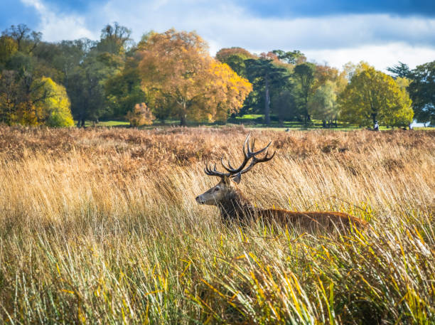 istock View of male red deer walking through tall grass in marsh in fall 1361850784
