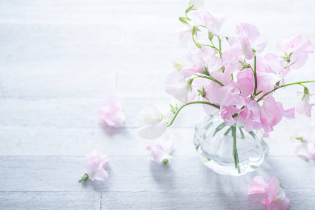 guisante dulce rosa, fondo de flor de primavera. - pea flower fotografías e imágenes de stock