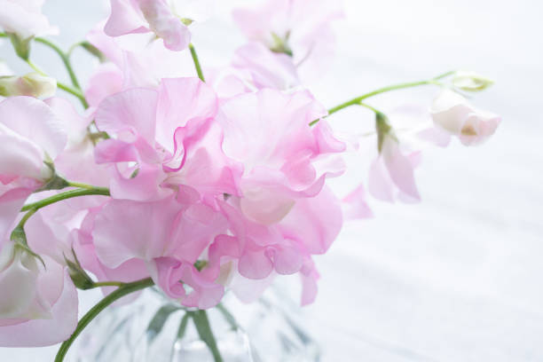 Sweet pea, flowers, spring, pink, white background