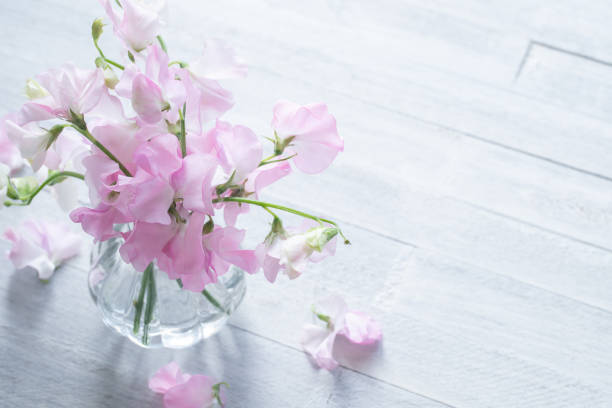 Sweet pea, flowers, spring, pink, white background
