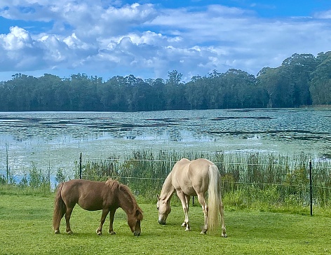 Horizontal landscape of thoroughbred cream color palamino horse and chestnut pony grazing lush green grass with lake background lake and horizon trees in country NSW Australia
