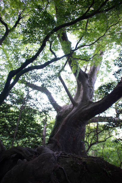 istock Travel scenery in Oita prefecture 1361850966