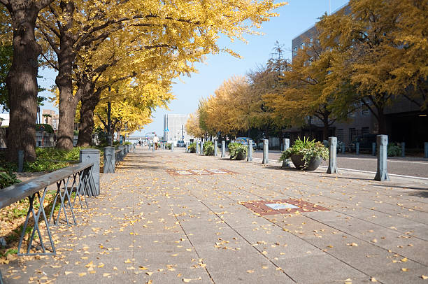 通りの秋 - boulevard ストックフォトと画像