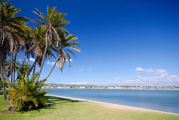 A view of a beach with palm trees and a city in the back stock photo