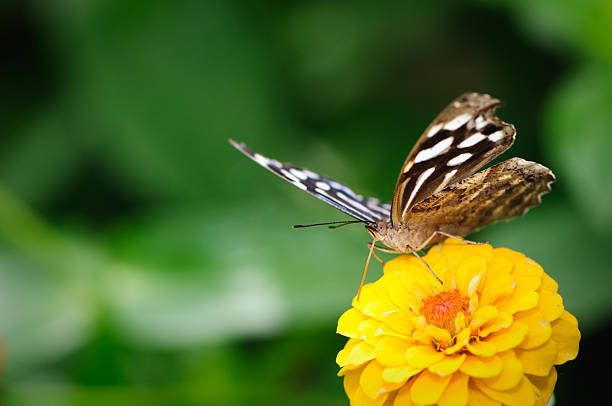 Meadow moth