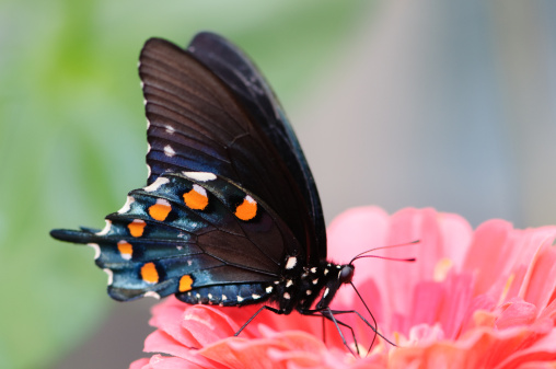 Spice bush swallowtail (Papilio troilus) feeding on a pink zinnia flower.