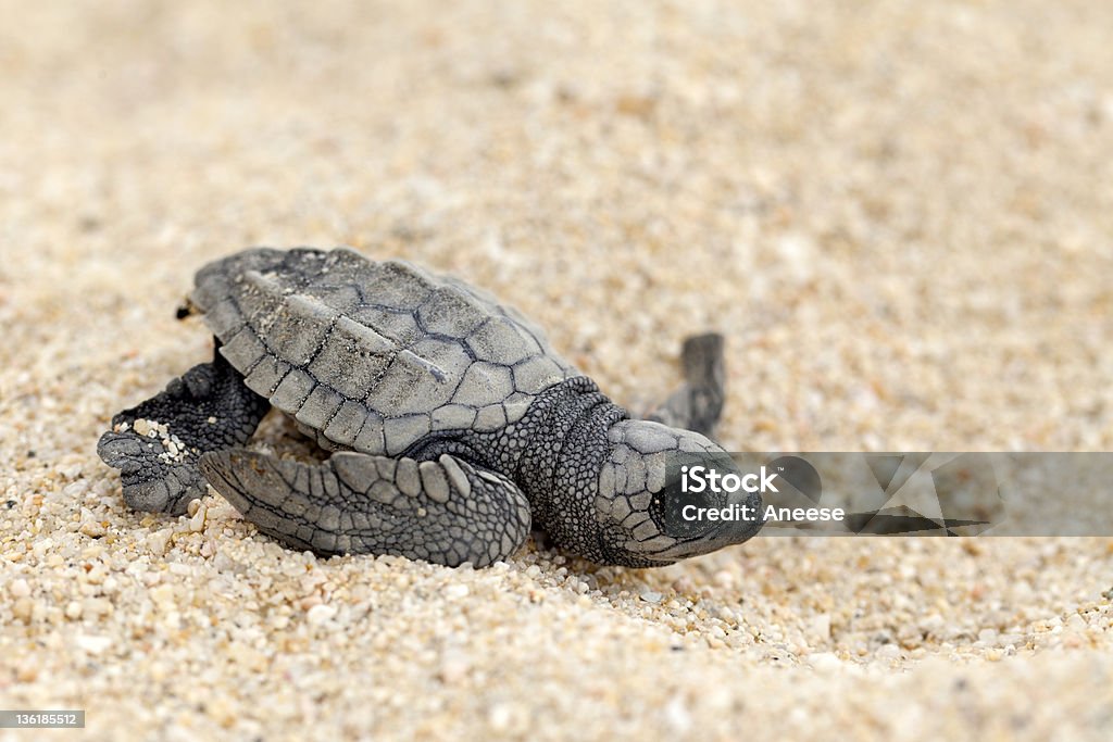 Olive Ridley Sea Turtle (Lepidochelys olivacea) Close-up of baby olive ridley sea turtle (Lepidochelys olivacea), also known as the Pacific ridley, on beach sand. Selective focus on baby turtle. Hatchling Stock Photo