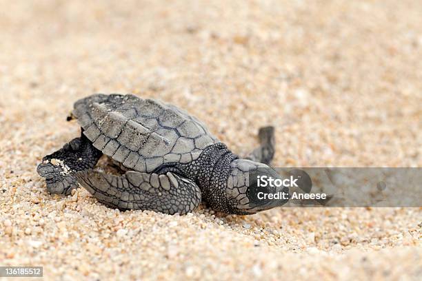 Olive Ridley Sea Turtle Stock Photo - Download Image Now - Hatchling, Pacific Ridley Turtle, Sea Turtle