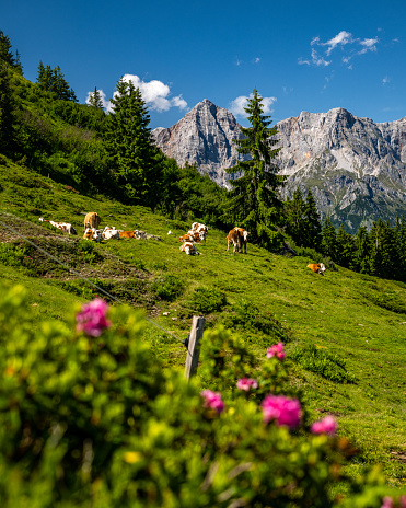 Group of cows on alpine meadow in front of the impressive Hochkoenig, Maria Alm, Salzburg, Austria