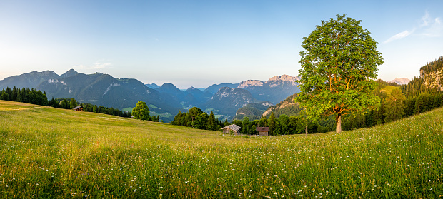 Mountain meadow with tree in sunset, Unken, Pinzgau, Salzburger Land, Austria