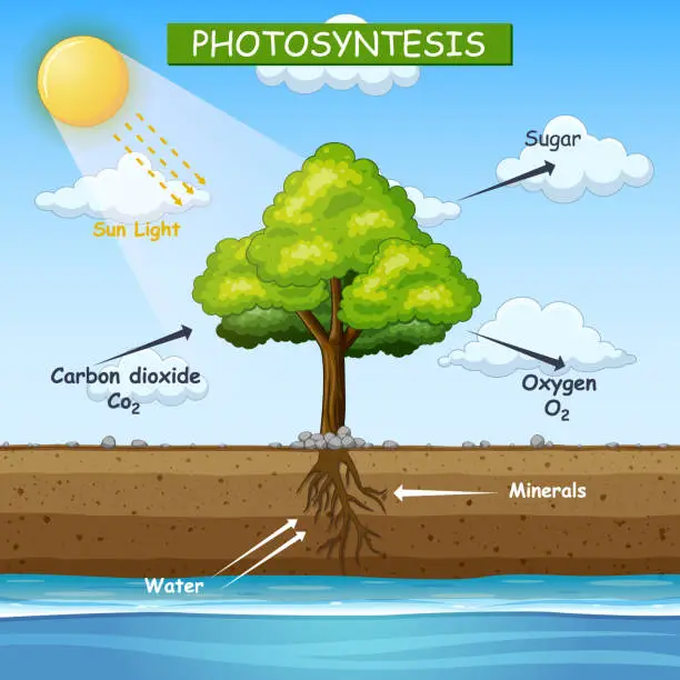 Vector illustration of Diagram showing process of photosynthesis in tree illustration