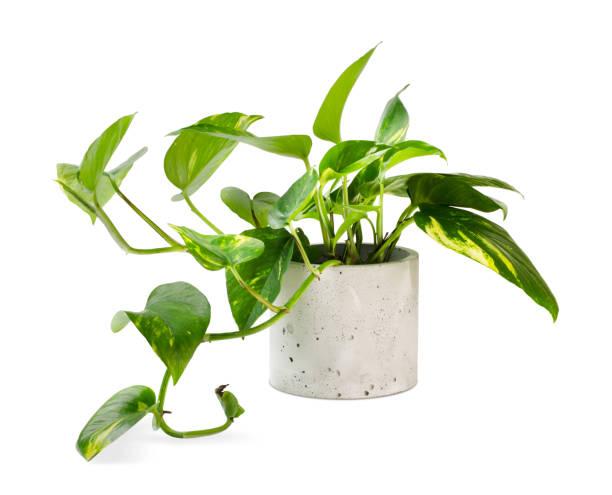 istock Epipremnum aureum (family Araceae) plant in pot 1361861209