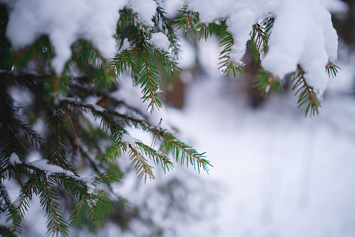 Nature Winter background with snowy pine tree branches, shallow DOF. Beauty in nature.