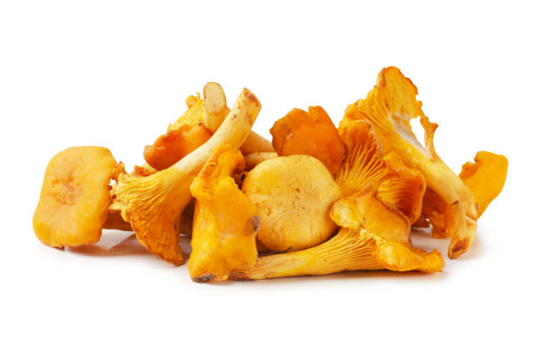 raw fresh chanterelle mushrooms - chanterelle golden chanterelle edible mushroom mushroom imagens e fotografias de stock
