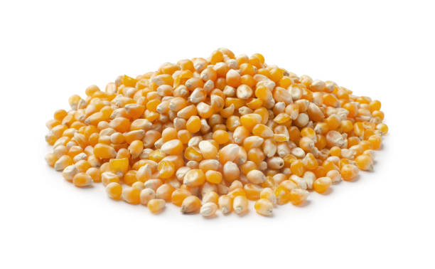 istock Heap of raw popcorn grains 1361862783