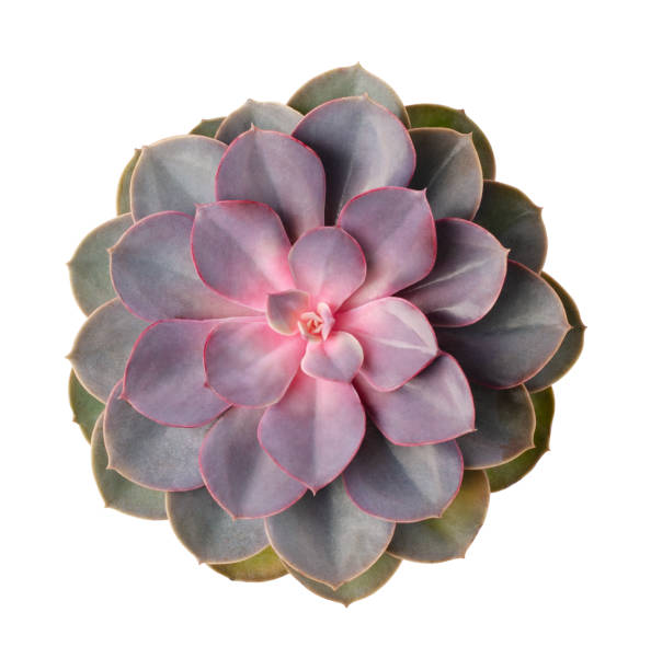 istock Green and pink succulents top view isolated 1361862800