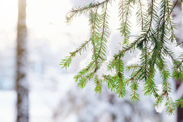 istock Nature Winter background with snowy pine tree branches, shallow DOF 1361863195