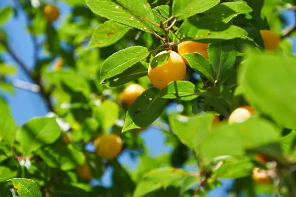 Yellow berries of cherry plum on the tree