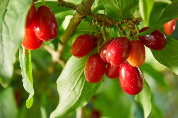 istock Red berries of cornel or dogwood 1361867147