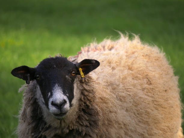 istock Curios sheep looks into the camera portrait 1361867194