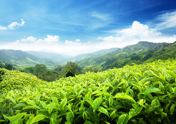 istock Tea plantation Cameron highlands, Malaysia 136186886