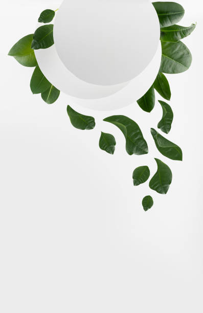 istock Fresh eco foliage white abstract background with circles as blank frame with swirl of falling tropical green leaves, copy space, stage for design, advertising, presentation cosmetic product, vertical. 1361869739