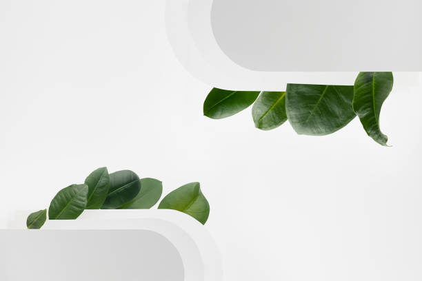 istock Fresh summer futuristic abstract background with white rounded horizontal stripes sideway with tropical green leaves, blank frame for design, text, advertising in elegant minimal style, copy space. 1361869740
