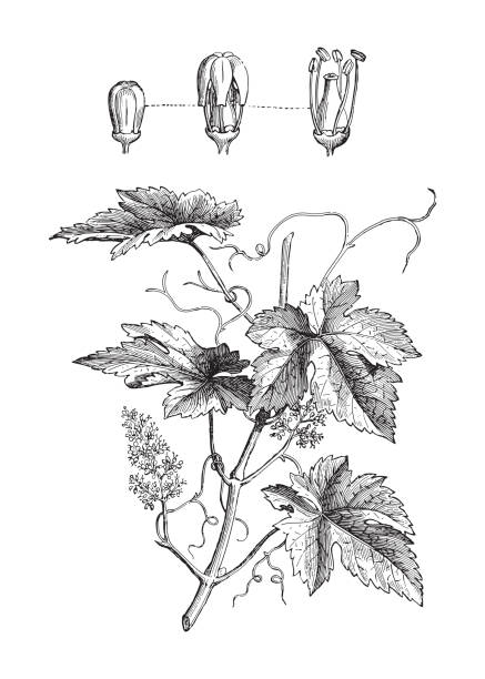 виноградная лоза обыкновенная (vitis vinifera) - винтажная гравированная иллюстрация - vinifera stock illustrations