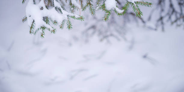 istock Nature Winter background with snowy pine tree branches 1361870179
