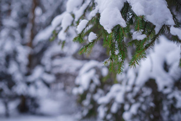 istock Nature Winter background with snowy pine tree branches, shallow DOF 1361870741