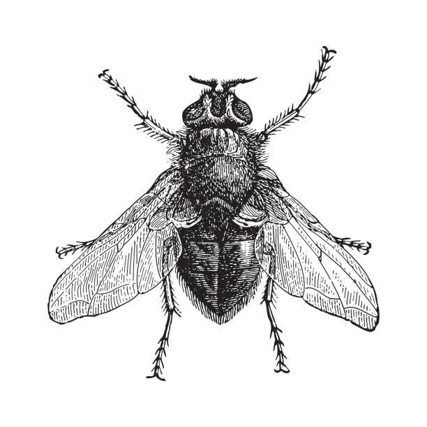 illustrazioni stock, clip art, cartoni animati e icone di tendenza di mosca bottiglia blu o bottlebee (musca vomitoria) - illustrazione incisa vintage - engraved image fly antique housefly