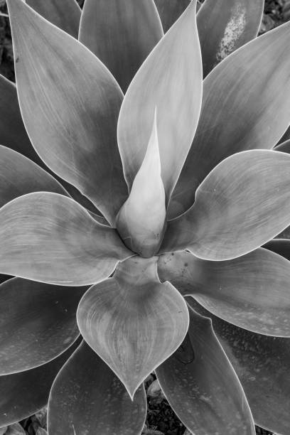 istock Aloe Vera plant 1361871365