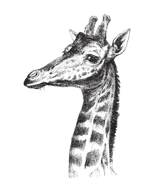 illustration from Meyers Konversations-Lexikon 1897