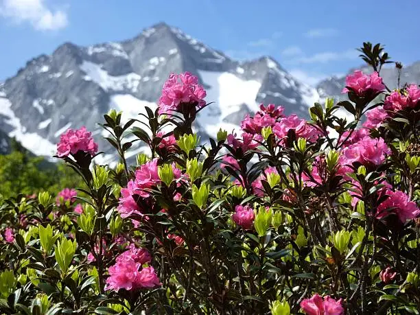 Rhododendrons in the Tyrolean mountains of Austria