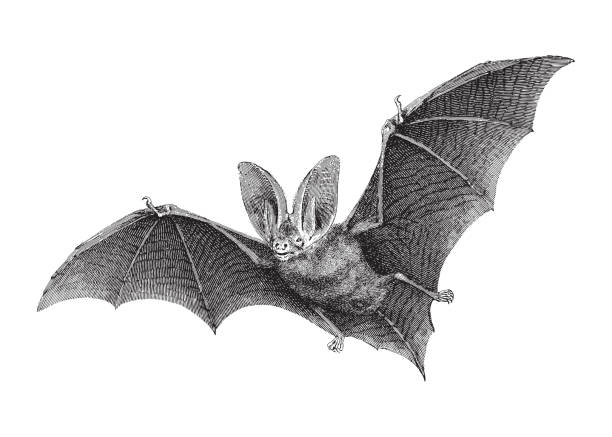 Brown long-eared bat (Plecotus auritus) - vintage engraved illustration illustration from Meyers Konversations-Lexikon 1897 isolated bat stock illustrations