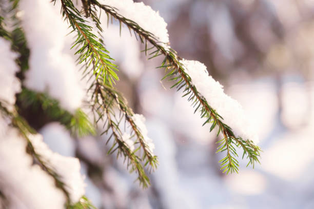 istock Nature Winter background with snowy pine tree branches, shallow DOF 1361872857