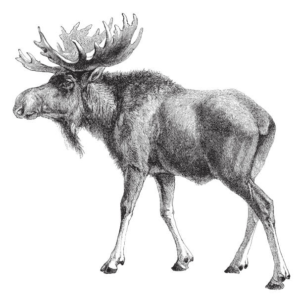 Moose (Alces palmatus) - vintage engraved illustration illustration from Meyers Konversations-Lexikon 1897 alces alces gigas stock illustrations